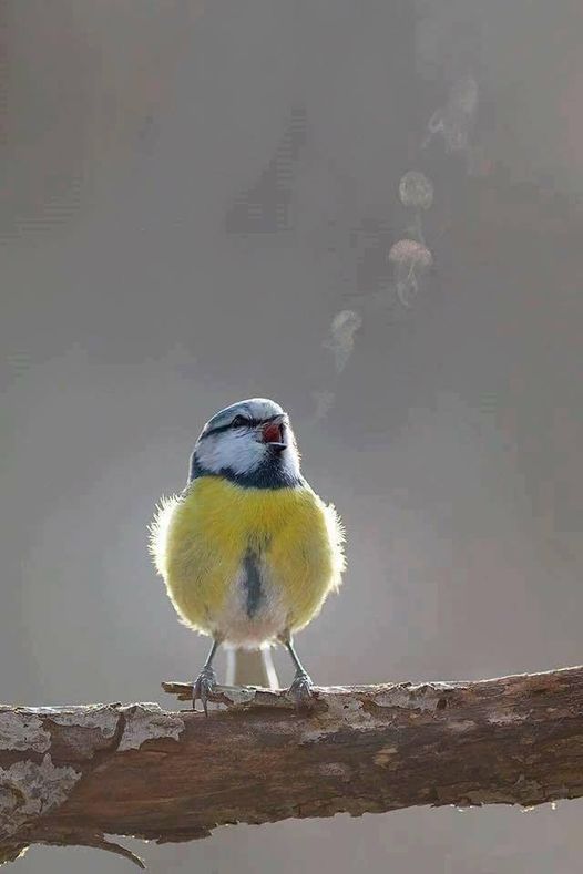 When it’s cold, you can see the song