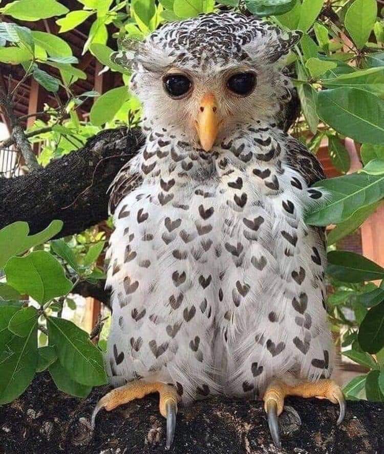 We *heart* this owl!