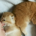 Kittens for a Better World: the first video!