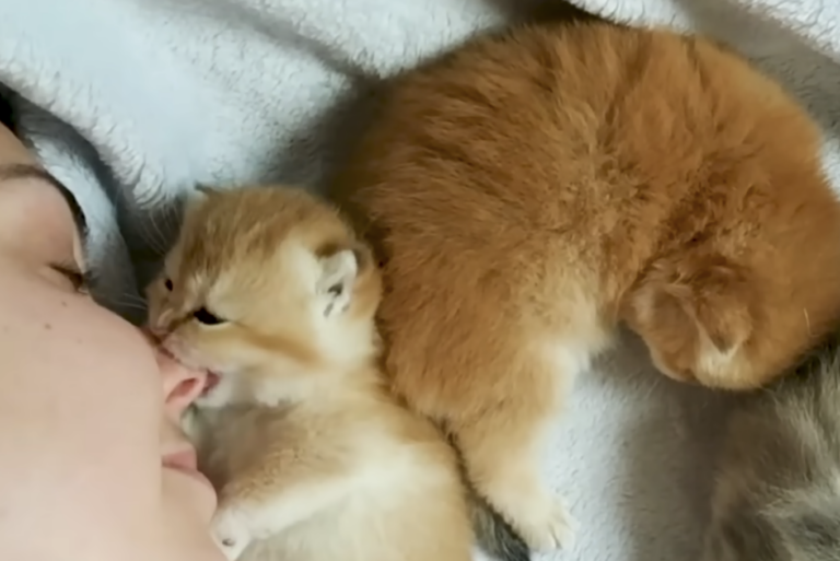 Kittens for a Better World: the first video!
